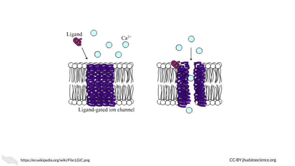Ligand-gated ion channels, such as those found in neurons, will open and allow ions through the cellular membrane only if a ligand like a neurotransmitter has bound to the channel protein. We can think of this like the current applied to the base prong of a transistor that activates the transistor and allows current to flow from one side of the transistor to the other (from the collector to the emitter). See https://en.wikipedia.org/wiki/Ligand-gated_ion_channel for more information.