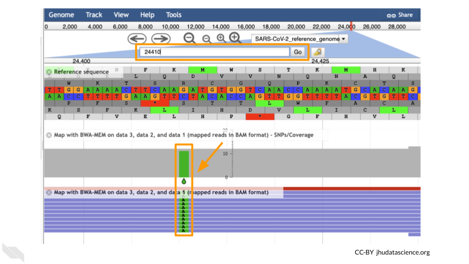 Screenshot of JBrowse viewer at base 24410 in the genome. The search bar has been highlighted and shows that 24410 has been entered. A SNP has been highlighted indicating a shift from G to A. The SNP is readily visible because it is a different color (green).