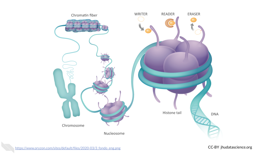 Cartoon of epigenetic machinery, including a writer, reader, and eraser interacting with a histone. The histones, nucleosomes, and chromatin are all depicted as coiling into a chromosome.